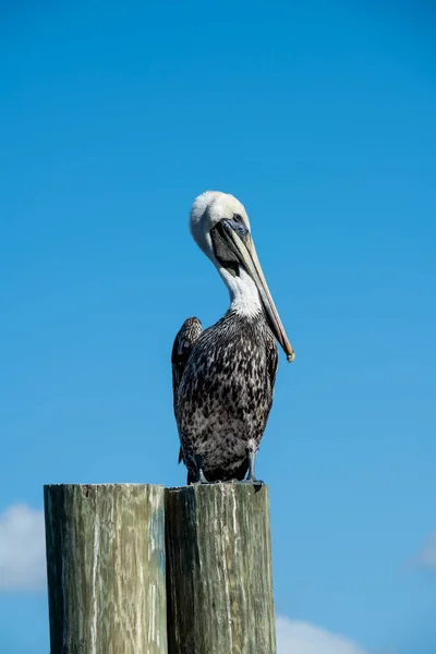 Неаполь Флорида Коричневый Пеликан Pelecanus Occidentalis Взрослый Размножающийся Стоит Причале — стоковое фото