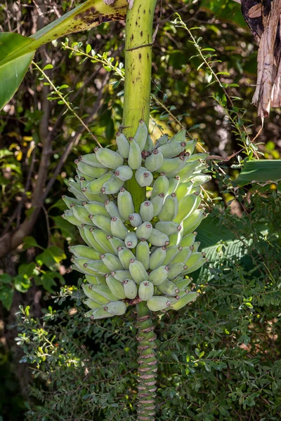 Napels Florida Bananenboom Groeit Botanische Tuin Van Napels — Stockfoto