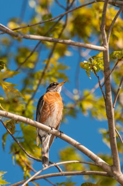 Vadnais Heights, Minnesota. American Robin, Turdus migratorius framed in a beautiful spring setting in a tree.