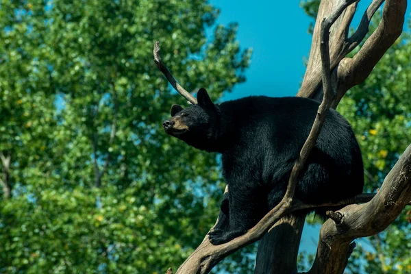 Apple Valley Minnesota American Black Bear Ursus Americanus Hanging Out — Stok fotoğraf