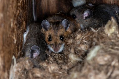 Little Canada, Minnesota.  Gervais Mi8ll Park. Deer mouse, Peromyscus maniculatus in a bird nesting box. A family of deer mice took over a nesting box in late fall to keep warm.