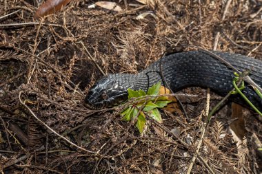 Copeland, Florida.  Fakahatchee Strand State Preserve Park.    Close up view of a Banded water snake 