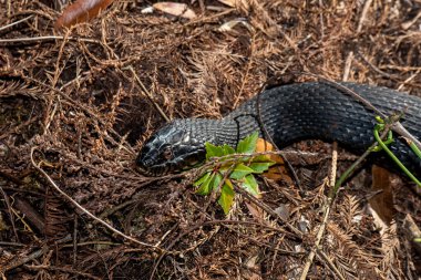 Copeland, Florida.  Fakahatchee Strand State Preserve Park.    Close up view of a Banded water snake 