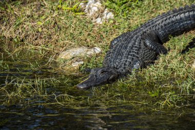 Florida.  American Alligator 