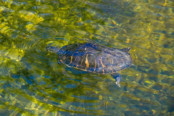 Ochopee Florida Peninsula Cooter Pseudemys Peninsularis Swimming Clear Lake Florida — Stock Photo, Image