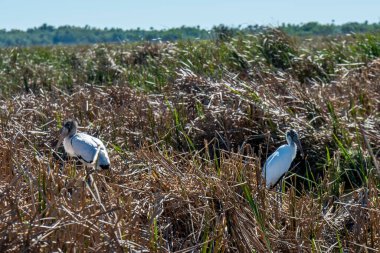 Florida mı? Bir çift ahşap leylek, Mycteria americana Everglades 'de bulunan ve soyu tükenmekte olan bir tür. Bir çocuk ve bir yetişkin..