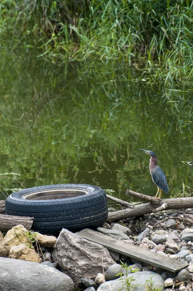 Little Canada Minnesota Gervais Mühlenpark Grünreiher Butorides Virescens Jagd Aus — Stockfoto