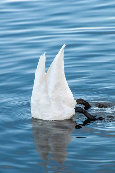 Vadnais Heights Міннесота Регіональний Парк Ваднайс Trumpeter Swan Cygnus Buccinator — стокове фото