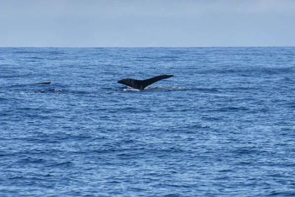 Maui Havai Baleia Nadando Oceano Pacífico Com Cauda Mostrando — Fotografia de Stock