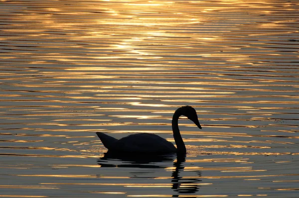 明尼苏达州Vadnais Heights 瓦迪斯湖区域公园 号角天鹅的轮廓 Cygnus号角 日落时在湖中游泳 — 图库照片