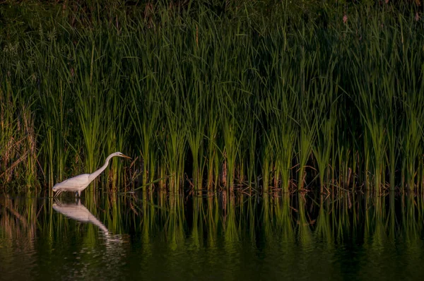 Vadnais Heights Minnesota Parque Regional Del Lago Vadnais Great Egret —  Fotos de Stock