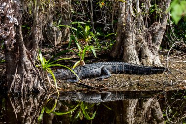 Copeland, Florida. Fakahatchee Strand Eyalet Koruması. Genç Amerikan Timsahı 