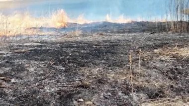 Shoreview, Minnesota. Çimen Gölü Doğa Koruma Alanı. Ovayı yeniden büyütmek için kontrollü yanma.