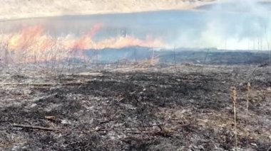 Shoreview, Minnesota. Çimen Gölü Doğa Koruma Alanı. Ovayı yeniden büyütmek için kontrollü yanma.