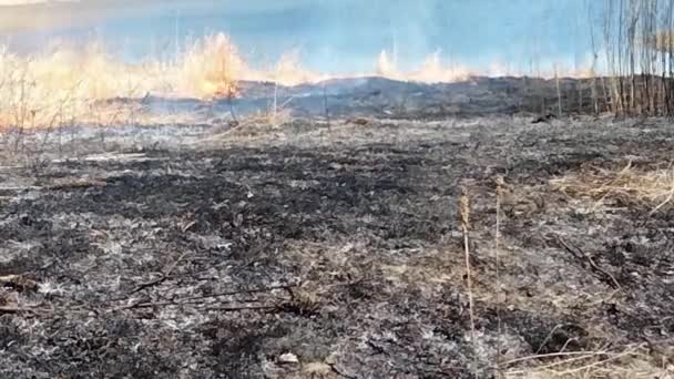 Shoreview Minnesota Grass Lake Nature Preserve Controlled Burn Restore Prairie — Stock videók