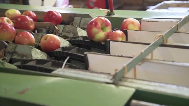 Manzanas Frescas Recogidas Cinta Transportadora Para Ser Clasificadas Para Venta — Vídeos de Stock