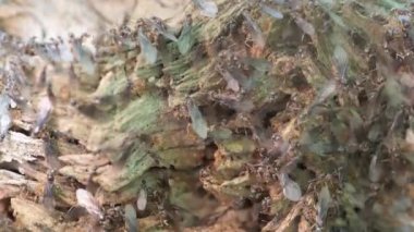 Vadnais Heights, Minnesota. John H. Allison Forest. Carpenter Ants swarm their nest in an old dead tree stump.