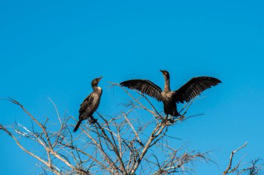 Florida mı? Everglades 'te çorak bir ağaçta oturmuş güneşi emen iki Anhinga..  