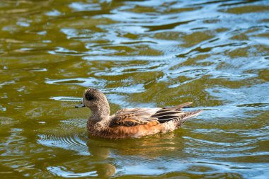 Victoria, British Columbia, Kanada. Güzel güneşli bir günde bir gölde yüzen Amerikan Wigeon (Anas americanana).
