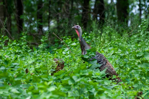 Vadnais Heights Minnesota John Allison Forest Peru Selvagem Meleagris Gallopavo — Fotografia de Stock