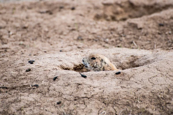 Dakota Sul Parque Nacional Badlands Cão Pradaria Cauda Preta Cynomys — Fotografia de Stock