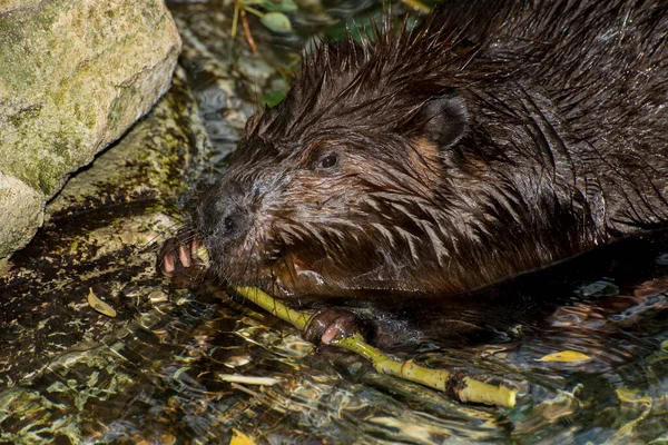 Apple Valley Minnesota American Beaver Castor Canadensis Beaver Chewing Bark — Stok Foto