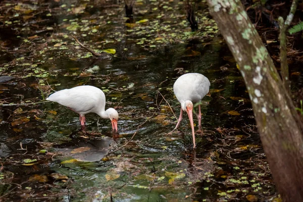 Naples Florida Corkscrew Swamp Sanctuary White Ibis Eudocimus Albus Feeding — стоковое фото