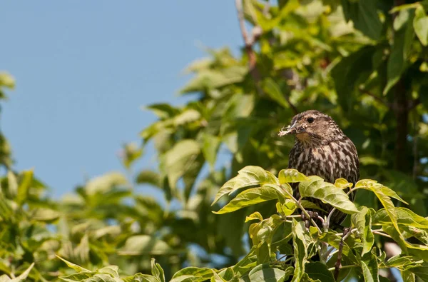 Vadnais Heights Vadnais Lake Regional Park Female Red Winged Blackbird — Fotografia de Stock