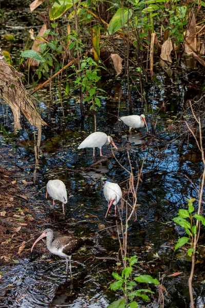 Nápoles Florida Santuário Pântano Corkscrew Branco Ibis Eudocimus Albus Alimentando — Fotografia de Stock