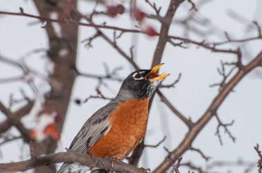 Vadnais Heights, Minnesota. Amerikalı Robin, Turdus göçmeni baharda yaban elması ağacından meyve yutuyor..