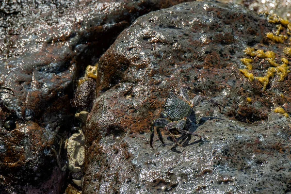 夏威夷毛伊岛夏威夷的薄壳岩蟹 Grapsus Tenuicrustatus 也被称为 Ama 栖息在太平洋沿岸的岩石上 — 图库照片