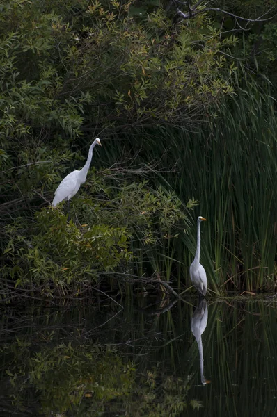 Vadnais Heights Minnesota Parque Regional Lago Vadnais Dois Grandes Egrets — Fotografia de Stock