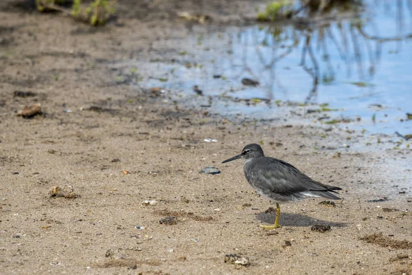 Maui Havai Kealia Pond National Wildlife Refuge Adulto Vagando Tattler — Fotografia de Stock