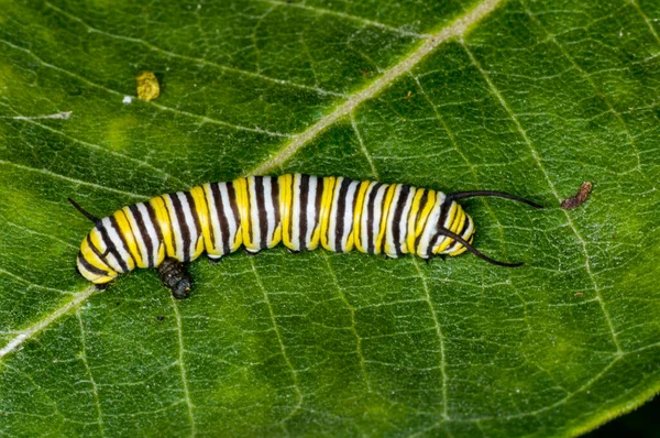 Vadnais Heights Minnesota Vadnais Lake Regional Park Monarch Caterpillar Danaus — Stock Photo, Image