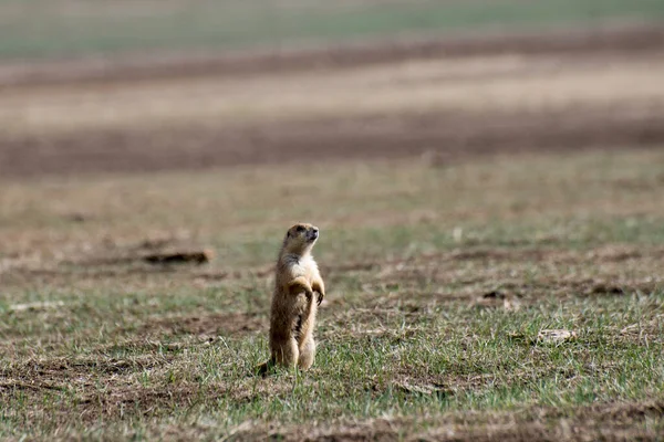 South Dakota Badlands National Park Black Tailed Prairie Dog Cynomys — Stock Photo, Image