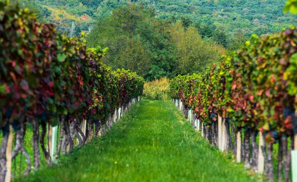 Viñedo Eslovaquia — Foto de Stock