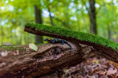 Slovakya 'daki ormanda yaşam. Salamandra semenderi
