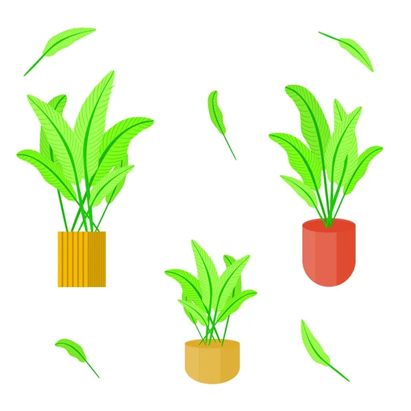 Collection Plant Leaf Pot Biology Ornamental Nature Vector Illustration — 스톡 벡터