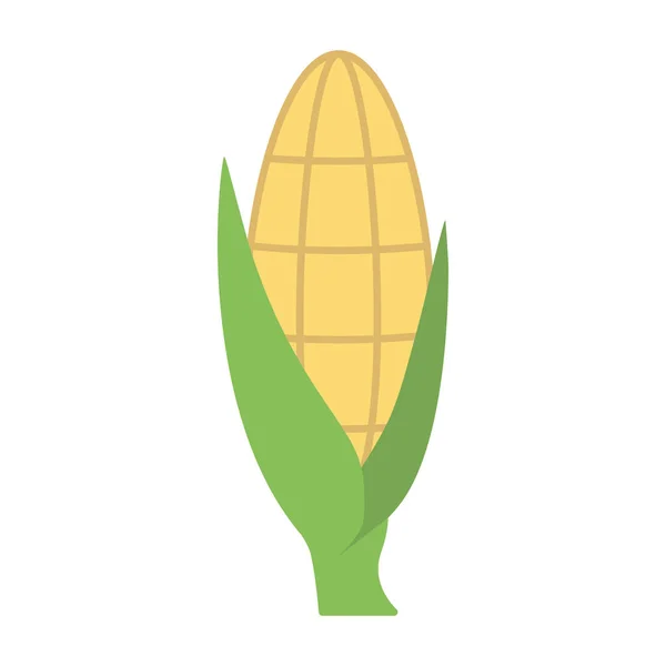 Кукурузные Початки Плоском Стиле Спелые Кукурузные Овощи Вектор — стоковый вектор