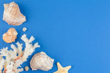 Mavi arka planda deniz kabukları ve mercanlar