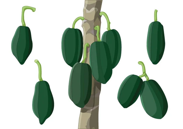 Papaya Färsk Grön Frukt Och Isolerad Vit Bakgrund Illustration Vektor — Stockfoto