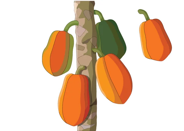 Papaia Frutta Matura Albero Papaia Isolato Sfondo Bianco Illustrazione Vettore — Foto Stock