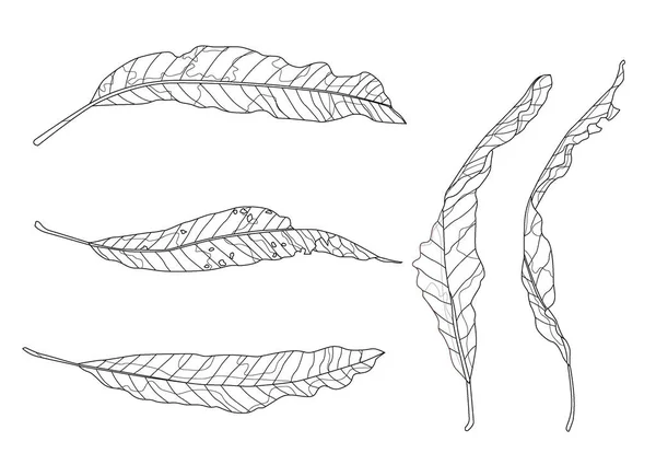 Kostry Suché Mango Listy List Bílé Černé Izolované Čáry Design — Stock fotografie