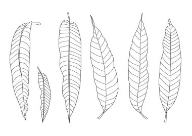 Mango çizgisi taze yaprak ve yeşil yalıtılmış. Tek yaprak ve yaprak deseni siyah beyaz arkaplan illüstrasyon vektöründe renk dekorasyonuna getirir