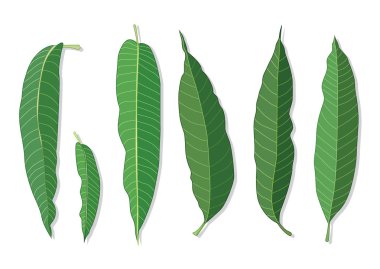 yeşil yapraklar mango taze yaprak ve yeşil soyut beyaz arkaplan illüstrasyon vektörü izole