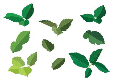 yeşil yapraklar ahududu taze yaprağı ve yeşil soyut beyaz arkaplan illüstrasyon vektörü izole