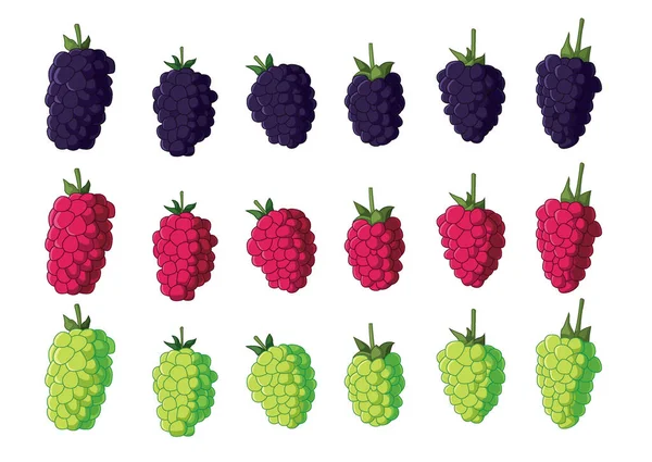Raspberry Fruit Fresh Isolated White Background Illustration Vector — Stock Photo, Image
