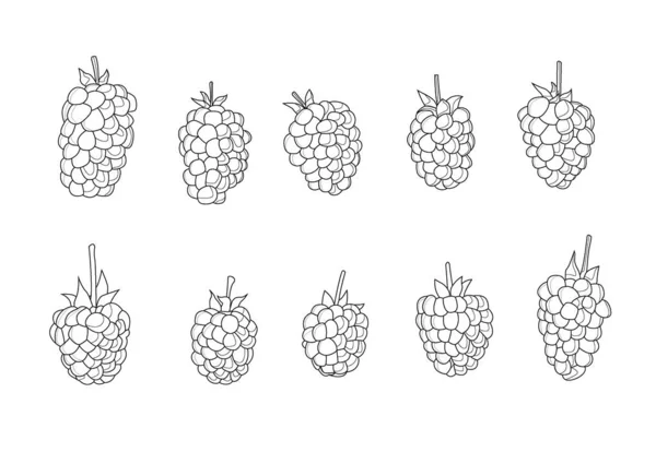 Γραμμή Βατόμουρο Φρούτα Νωπά Και Απομονωμένα Φρούτα Και Απομονώνονται Λευκό — Φωτογραφία Αρχείου