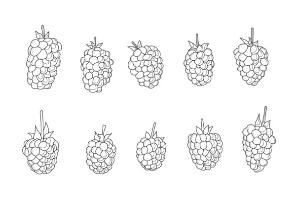 Линия Малины Фрукты Свежие Изолированные Фрукты Изолированы Белом Фоне Иллюстрации — стоковое фото