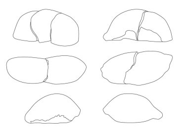 Çizgi durian meyvesi siyah beyaz renk ve beyaz arkaplan illüstrasyon vektörü üzerinde olgun durian parçası. 